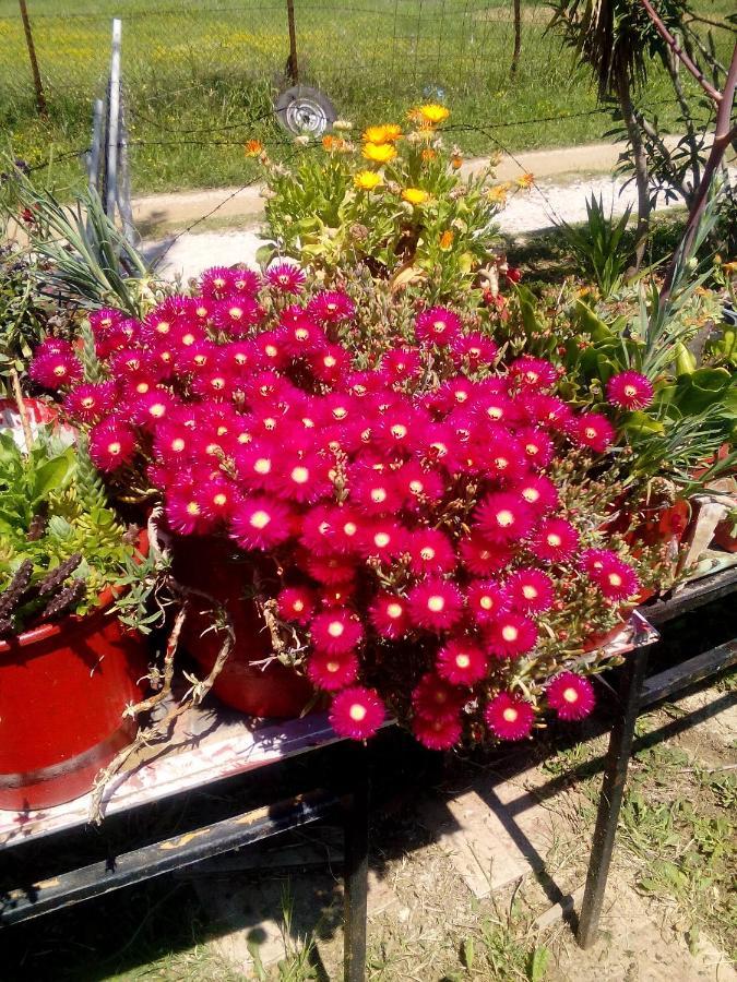 Studios Στουσ Πυργουσ Θερμησ Mytilene Bagian luar foto